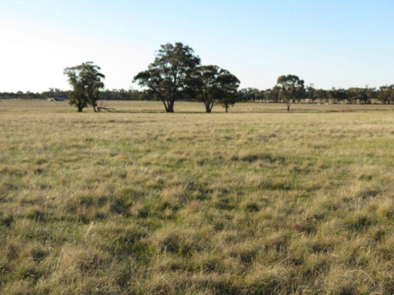 Lot 31, 74 Thanowring Road, Temora NSW 2666 - photo 16