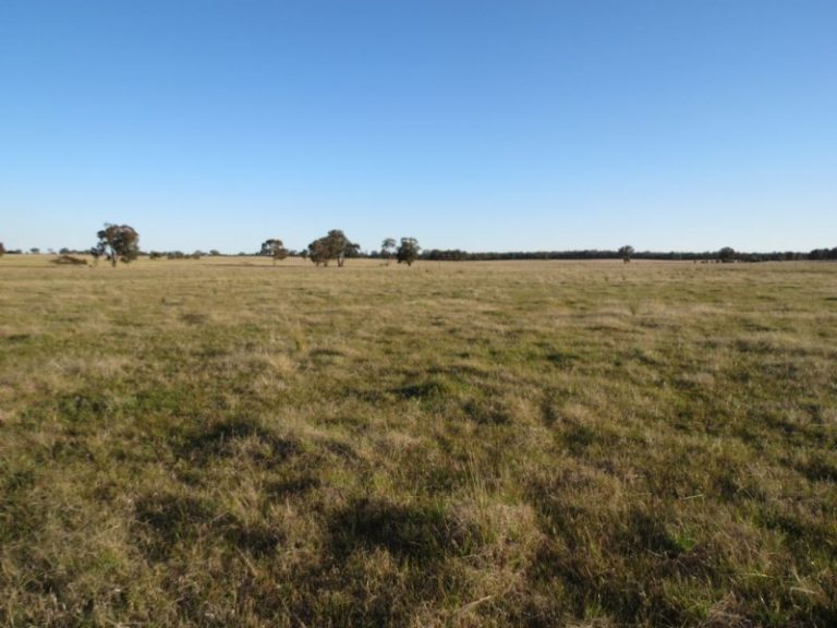 Lot 31, 74 Thanowring Road, Temora NSW 2666 - photo 3