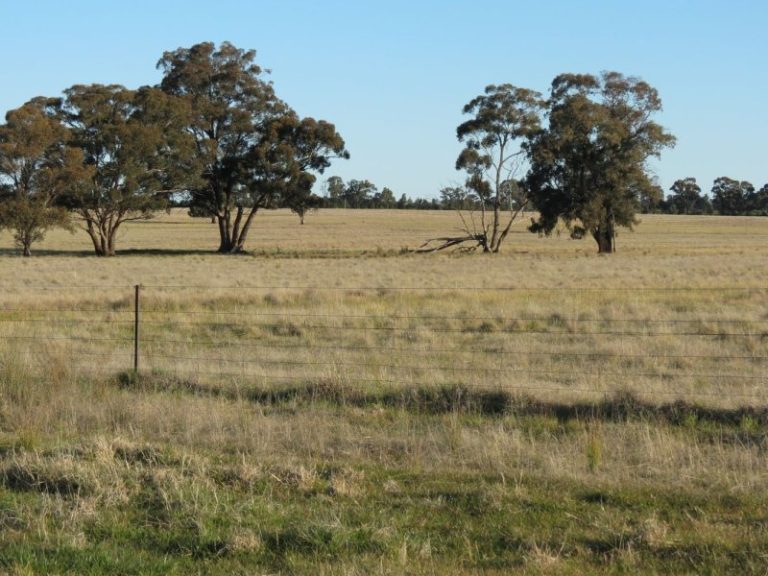Lot 31, 74 Thanowring Road, Temora NSW 2666 - photo 4