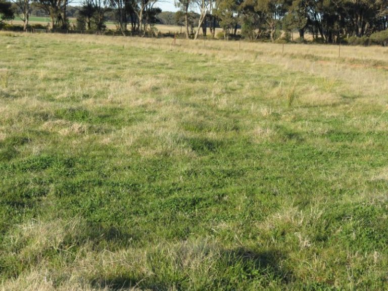 Lot 31, 74 Thanowring Road, Temora NSW 2666 - photo 5