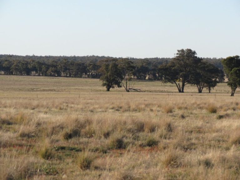Lot 31, 74 Thanowring Road, Temora NSW 2666 - photo 6