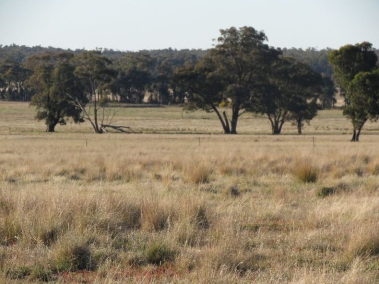 Lot 31, 74 Thanowring Road, Temora NSW 2666 - photo 7