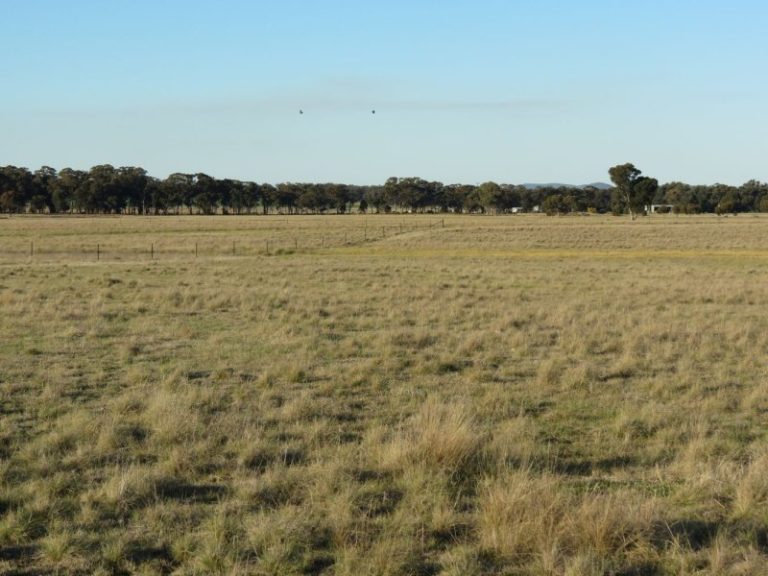 Lot 31, 74 Thanowring Road, Temora NSW 2666 - photo 10