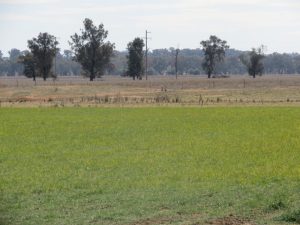 665 Trungley Hall Road, Temora NSW 2666 - photo 20