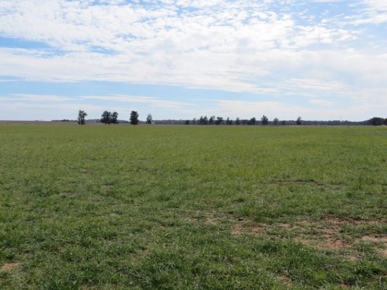 665 Trungley Hall Road, Temora NSW 2666 - photo 3