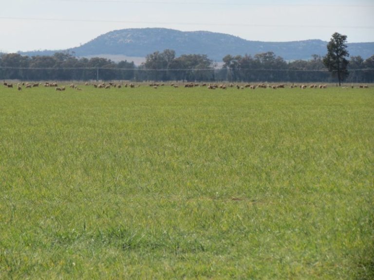 665 Trungley Hall Road, Temora NSW 2666 - McGrath Riverina