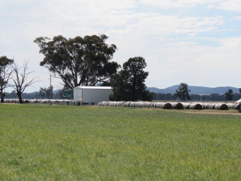 665 Trungley Hall Road, Temora NSW 2666 - photo 9