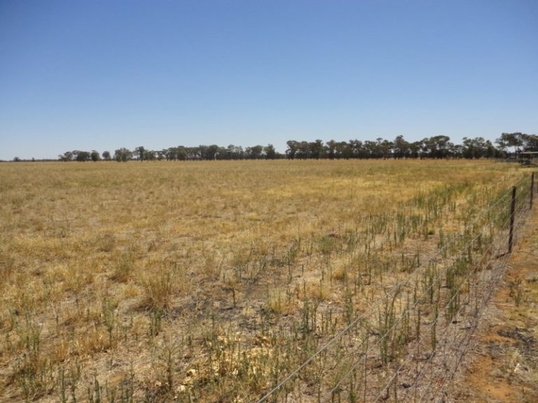 7375 Burley Griffin Way, Temora NSW 2666 - photo 16
