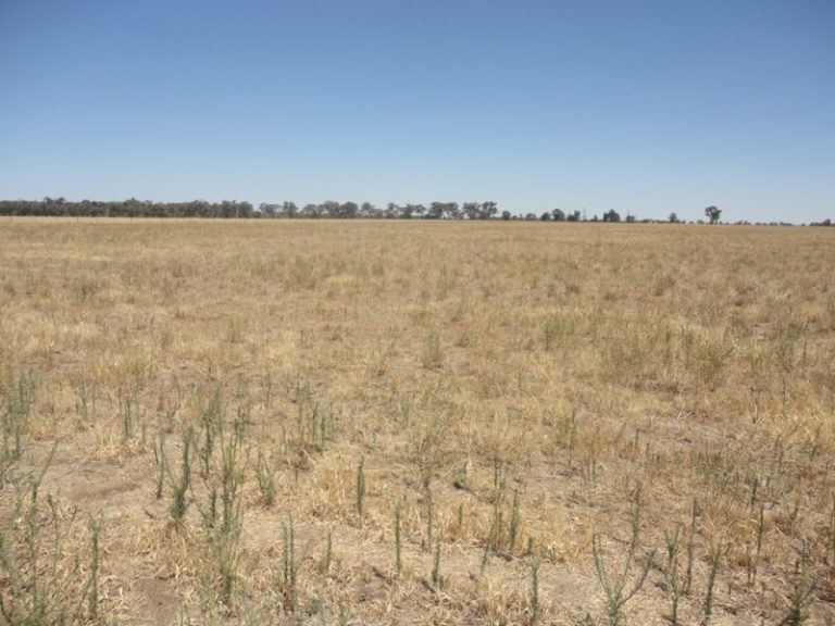 7375 Burley Griffin Way, Temora NSW 2666 - photo 17