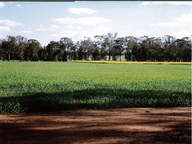 969 Thanowring Road, Temora NSW 2666 - photo 2