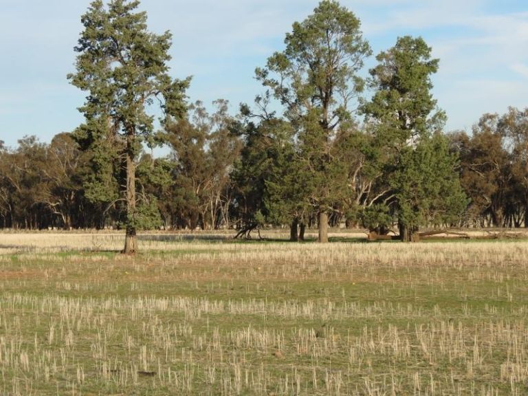 969 Thanowring Road, Temora NSW 2666 - photo 11