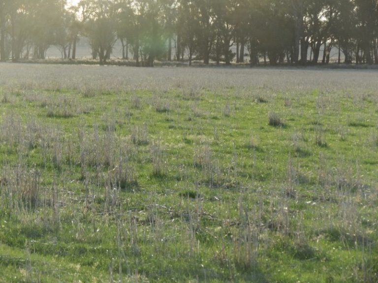 969 Thanowring Road, Temora NSW 2666 - photo 16