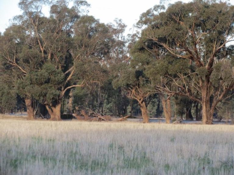 969 Thanowring Road, Temora NSW 2666 - photo 17