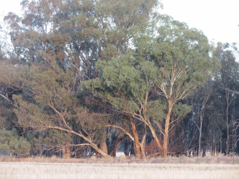 969 Thanowring Road, Temora NSW 2666 - photo 18