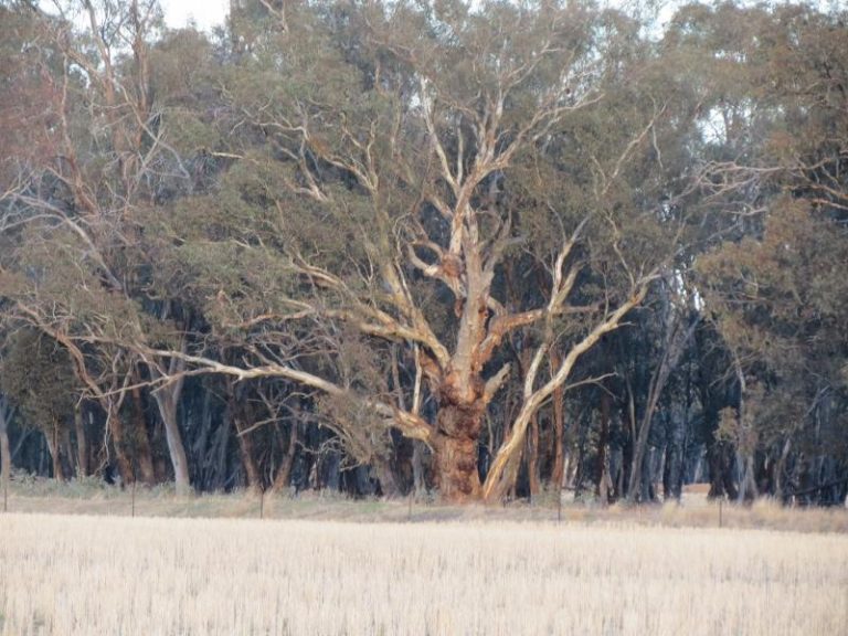 969 Thanowring Road, Temora NSW 2666 - photo 19