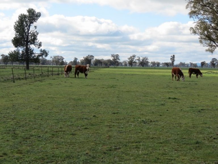 119 Bland Estate Road, Bribbaree NSW 2594 - photo 13