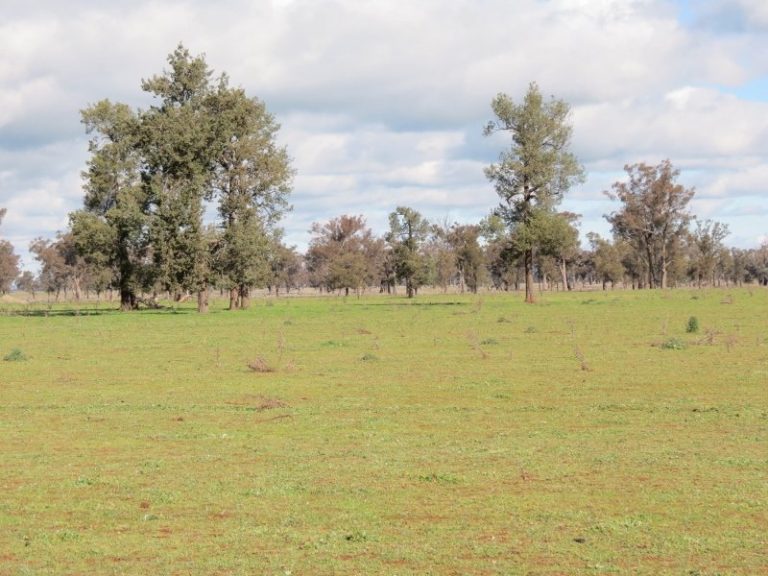 119 Bland Estate Road, Bribbaree NSW 2594 - photo 10