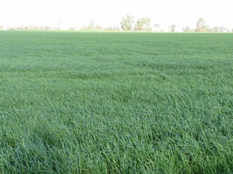 Melrose Trigalong Road, Temora NSW 2666 - photo 11