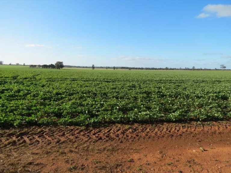 Melrose Trigalong Road, Temora NSW 2666 - photo 3