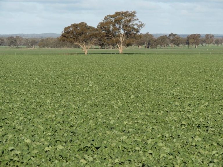 Melrose Trigalong Road, Temora NSW 2666 - photo 6