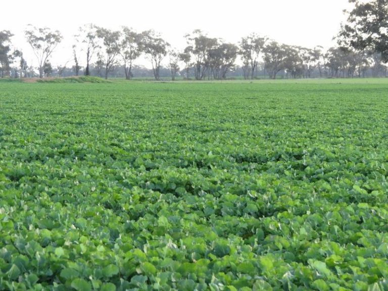 Melrose Trigalong Road, Temora NSW 2666 - photo 10