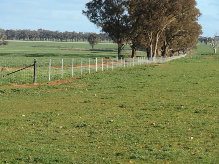 599 Trigalong Road, Temora NSW 2666 - photo 24