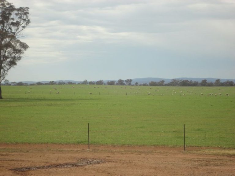 599 Trigalong Road, Temora NSW 2666 - photo 25