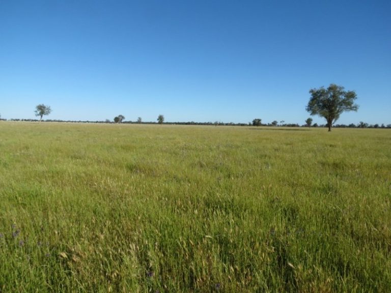 730 East Bland Lane, Quandialla NSW 2721 - photo 13