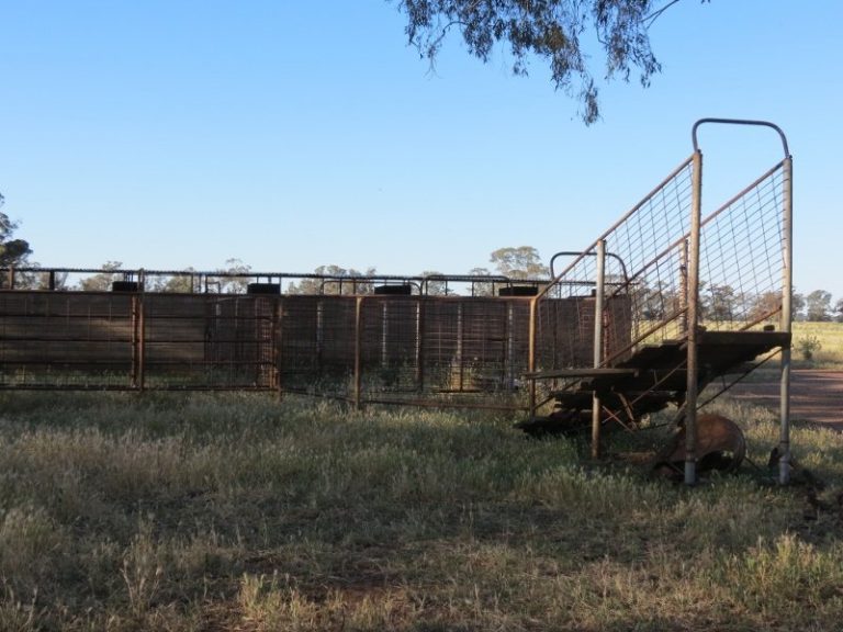 730 East Bland Lane, Quandialla NSW 2721 - photo 22