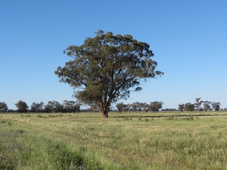 730 East Bland Lane, Quandialla NSW 2721 - photo 24