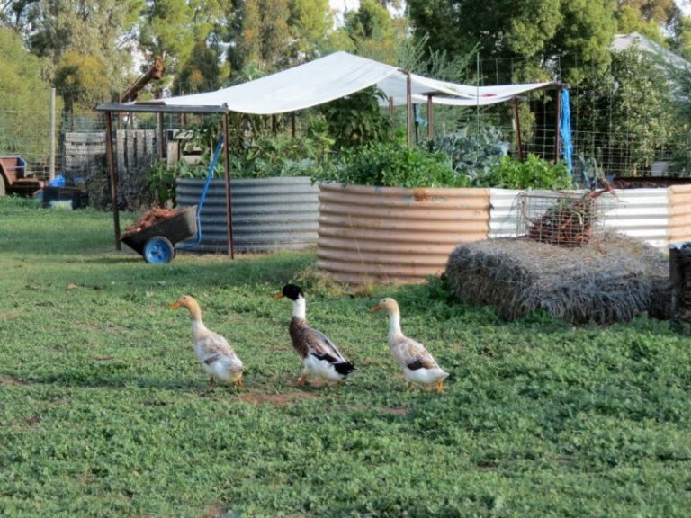 444 Irrigation Way, Narrandera NSW 2700 - photo 16