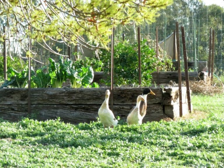 444 Irrigation Way, Narrandera NSW 2700 - photo 19