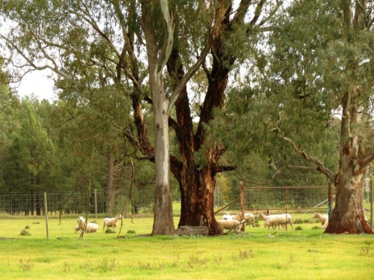 444 Irrigation Way, Narrandera NSW 2700 - photo 25