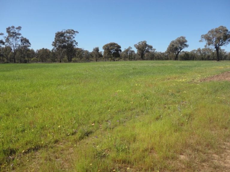 Lot 12, 91 Thanowring Road, Temora NSW 2666 - photo 2