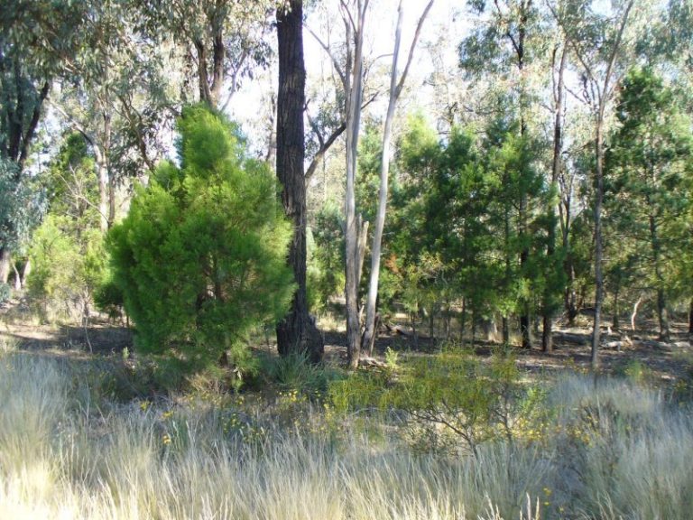 Lot 12, 91 Thanowring Road, Temora NSW 2666 - photo 4