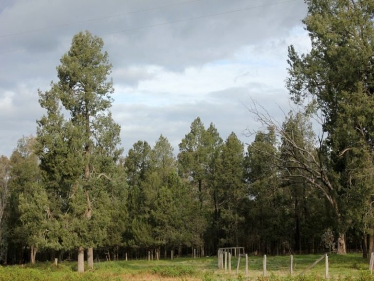 1141 Morangarell Road, Temora NSW 2666 - photo 10