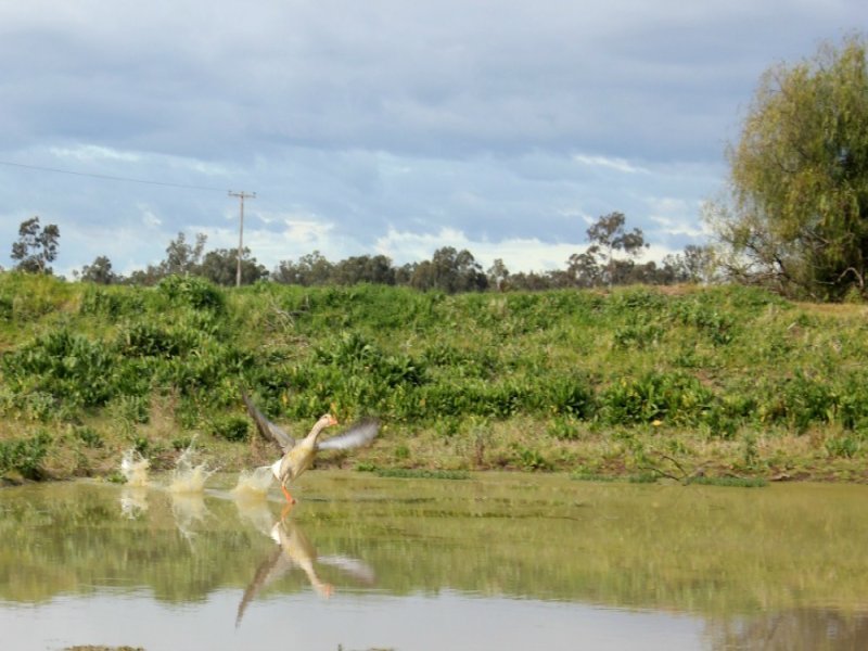 1141 Morangarell Road, Temora NSW 2666 - McGrath Riverina