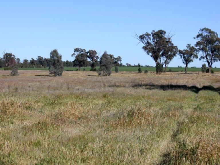 143 Boree Street, Grong Grong NSW 2652 - photo 3