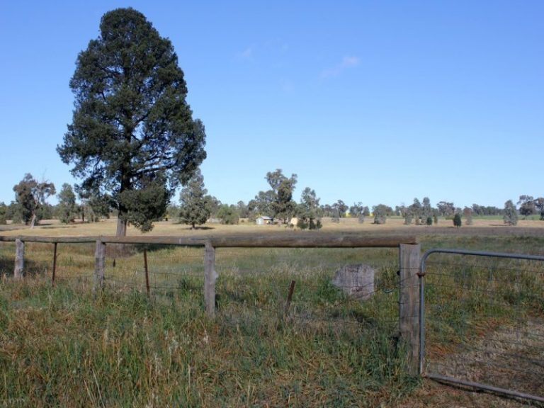 143 Boree Street, Grong Grong NSW 2652 - photo 5