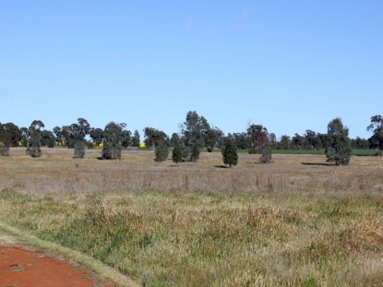 143 Boree Street, Grong Grong NSW 2652 - photo 8