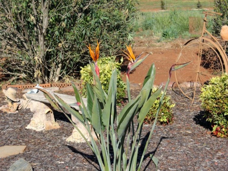 8 Evatt Street, Temora NSW 2666 - photo 13
