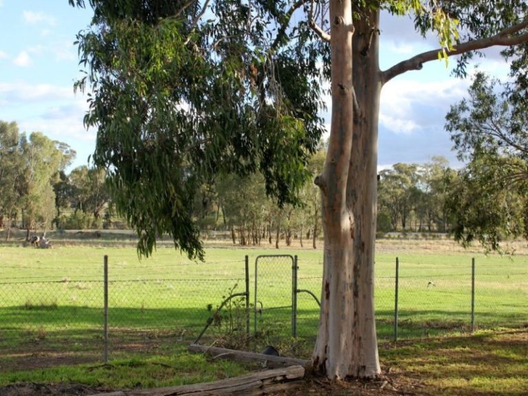 6410 Burley Griffin Way, Temora NSW 2666 - photo 6