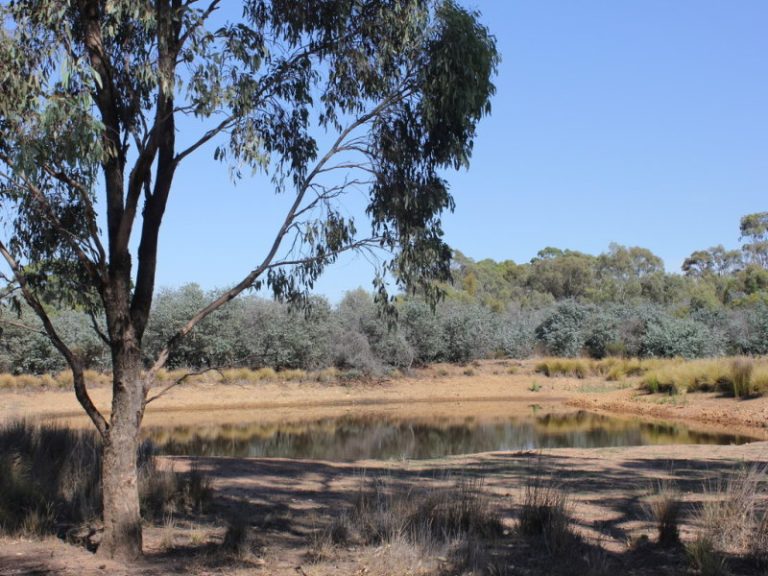 172 Springdale Wallundry Road, Temora NSW 2666 - photo 12