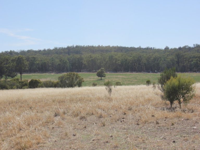 172 Springdale Wallundry Road, Temora NSW 2666 - photo 13