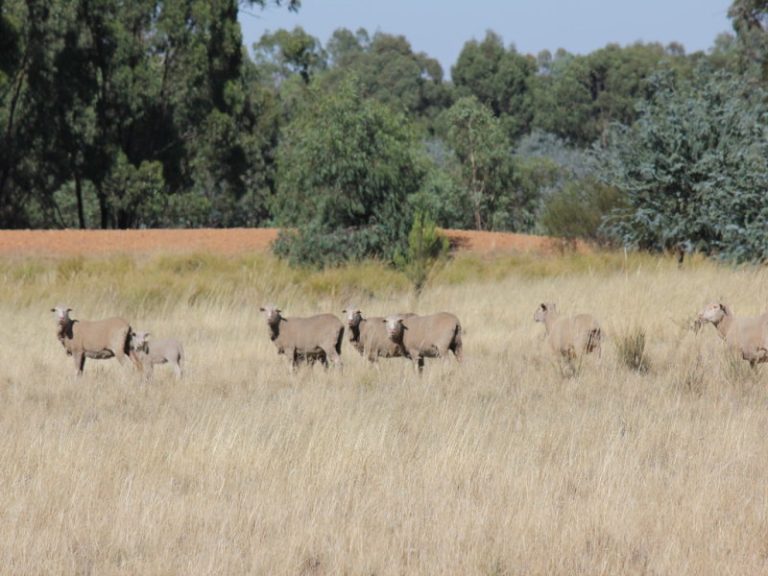 172 Springdale Wallundry Road, Temora NSW 2666 - photo 9