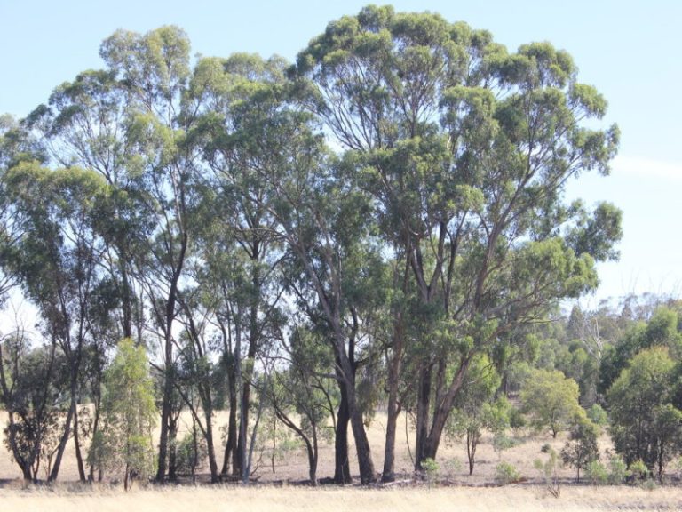 172 Springdale Wallundry Road, Temora NSW 2666 - photo 10