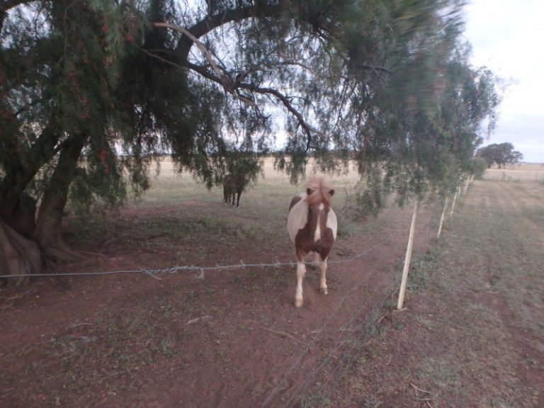 1460 Goldfields Way, Temora NSW 2666 - photo 17