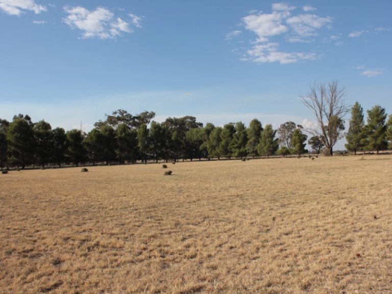 7591 Milvale Road, Temora NSW 2666 - photo 21