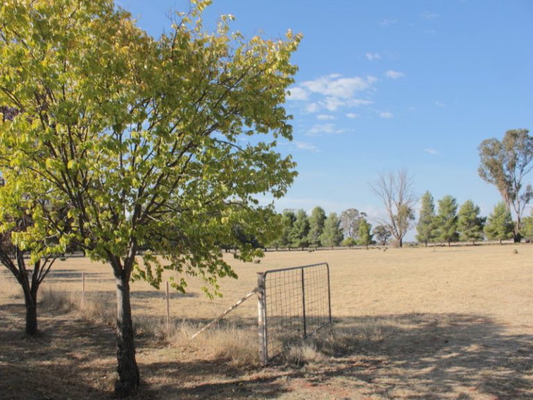 7591 Milvale Road, Temora NSW 2666 - photo 4