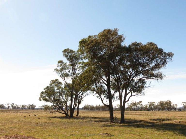 581 Slingers Lane, Temora NSW 2666 - photo 4
